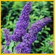 Buddleia