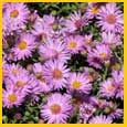 Michaelmas Daisy