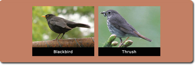 These birds feeds mainly on Snails, Beetles, Spiders, Worms Berries & various insects.