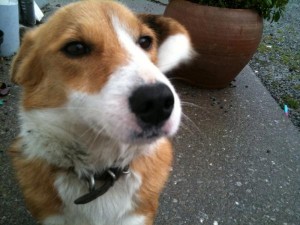 2012-12-26 Help find Rusty 02