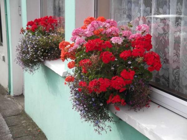 100Colourful Support for Cork's Hurling All-Ireland 2013 -800