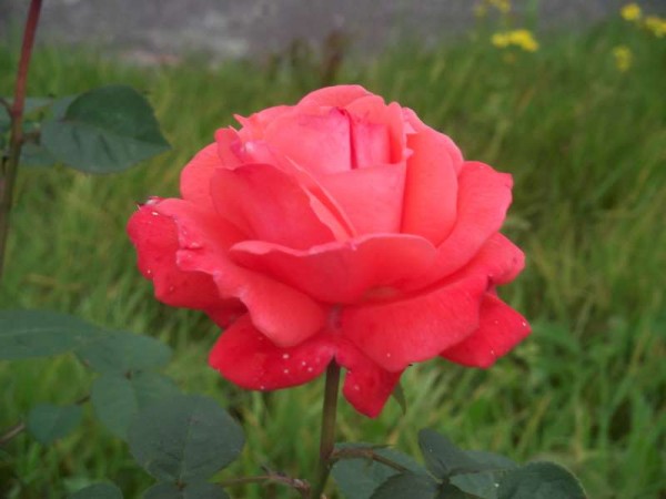 Photographed at Drishane Road, Millstreet during the past week - Could this be the last beautiful Rose of Summer?!  Amazingly there is still a wonderful display of exquisitely beautiful flowers throughout the area...but this is one flower which is representing the marvellous range of superb floral arrangements gracing our area over the Summer and now into Autumn.  Click on the image to enlarge.  (S.R.)