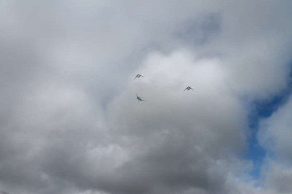 89Kite Fest at Millstreet Country Park 22nd Sept. 2013 -800