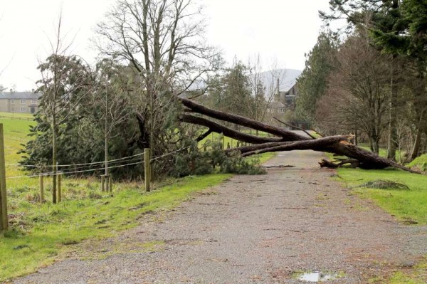 20Storm Darwin Aftermath in Millstreet 2014 -800