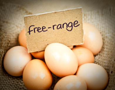 Free-Range-Eggs1