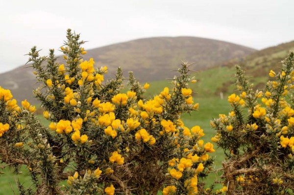 36Day One of Millstreet Walking Festival 2014