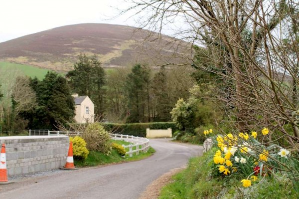 49Day One of Millstreet Walking Festival 2014