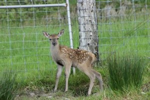 2014-05-29 Baby Deer at Millstreet Country Park - name the deer this weekend