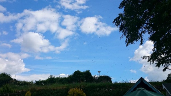 2014-06-18 16.28 Hay Whirlwind at Clara Road - photo by Niall Murphy