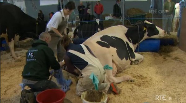 2014-11-27 Ear to the Ground - National Dairy Show 03
