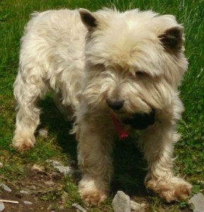 2015-01-05 West Highland terrier - Missing from Kilcorney - Rathcoole area_