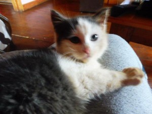 2015-12-20 Young tame and playful cat found outside Millstreet