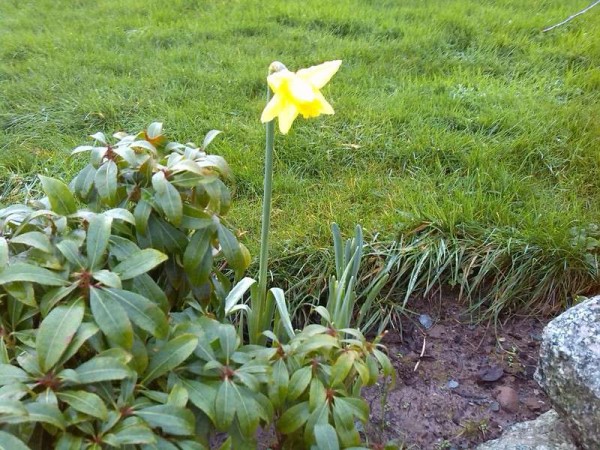 2015-12-29 Flowering Daffodil (in December)