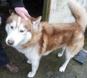 2016-04-01 Husky Found