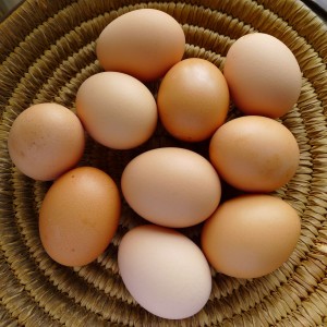 eggs-organic8 (1)