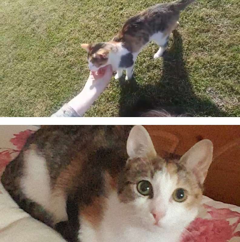 Missing hot sale calico cat